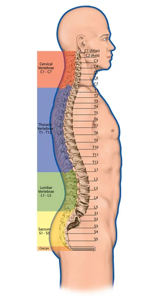 Didactic board, anatomy of human bony system, human skeletal system, the skeleton, spine, the bony spinal column, columna vertebralis, vertebral column, vertebral bones, anatomical body, lateral view — стоковое фото