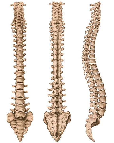 Anatomie des menschlichen Knochensystems, des menschlichen Skelettsystems, des Skeletts, der Wirbelsäule, der Wirbelsäule, der Wirbelsäule, der Wirbelknochen, der Rumpfwand, des anatomischen Körpers, der vorderen, hinteren und seitlichen Ansicht Stockbild