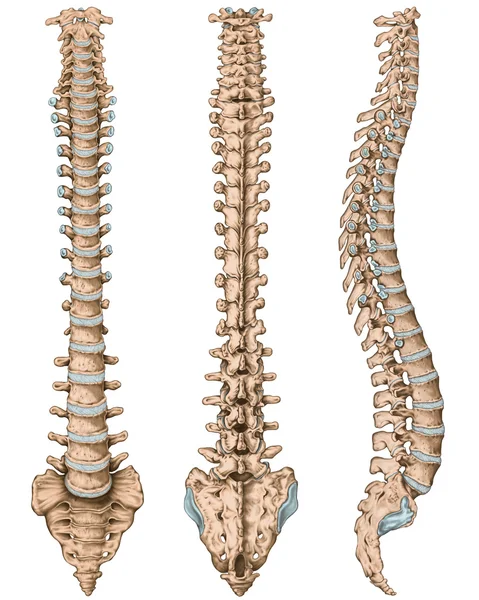 Anatomy of human bony system, human skeletal system, the skeleton, spine, columna vertebralis, vertebral column, vertebral bones, trunk wall, anatomical body, anterior, posterior and lateral view — Stock Image Anatomy of human bony system, human skeletal system, the skeleton, spine, columna vertebralis, vertebral column, vertebral bones, trunk wall, anatomical body, anterior, posterior and lateral view Stock Photo