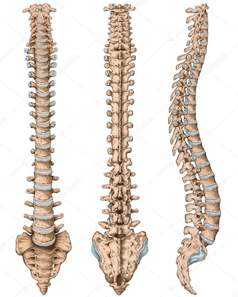 Anatomy of human bony system, human skeletal system, the skeleton, spine, columna vertebralis, vertebral column, vertebral bones, trunk wall, anatomical body, anterior, posterior and lateral view