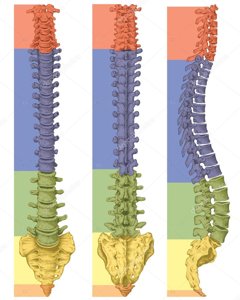 Anatomy of human bony system, human skeletal system, the skeleton, spine, columna vertebralis, vertebral column, vertebral bones, trunk wall, anatomical body, anterior, posterior and lateral view