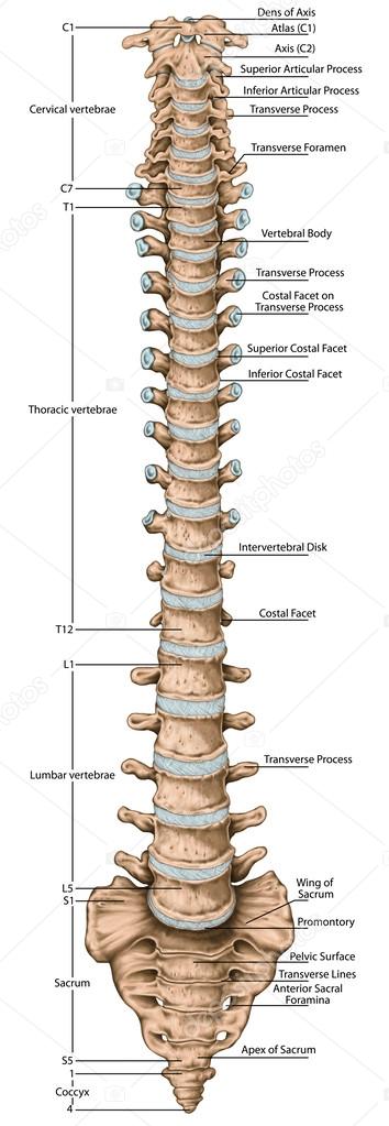 Didactic board, anatomy of human bony system, human skeletal system, the skeleton, spine, the bony spinal column,  vertebral column, vertebral bones, trunk wall, anatomical body, anterior view