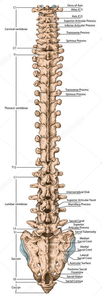 Didactic board, anatomy of human bony system, human skeletal system, spine, the bony spinal column, columna vertebralis, vertebral column, vertebral bones, trunk wall, anatomical body, posterior view