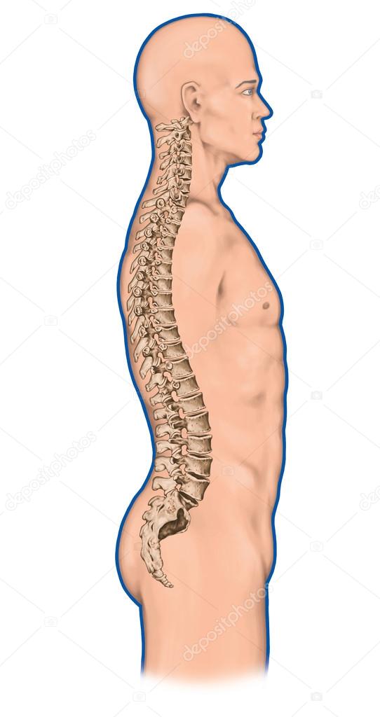 Anatomy of human bony system, human skeletal system, the skeleton, spine, the bony spinal column, columna vertebralis, vertebral column, vertebral bones, trunk wall, anatomical body, lateral view