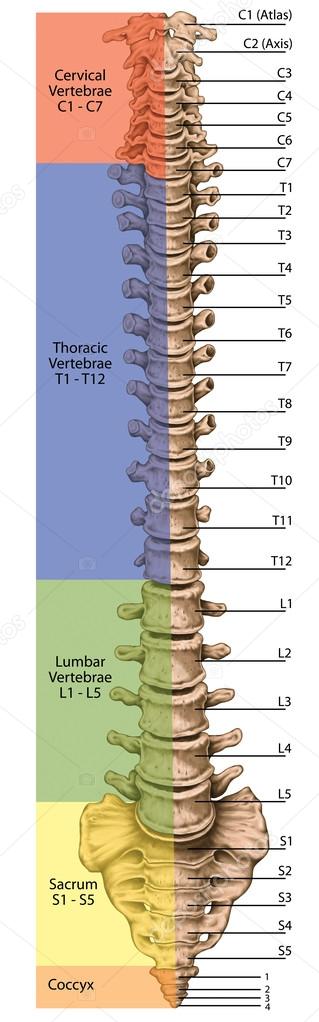 Didactic board, anatomy of human bony system, human skeletal system, the skeleton, spine, the bony spinal column, vertebral column, vertebral bones, trunk wall, anatomical body, anterior view