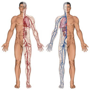 İnsanın kan - kan sistemi insan dolaşımını sanguine, kalp-damar, damar, Arteryel ve venöz sistemin anatomisi didaktik kurulu