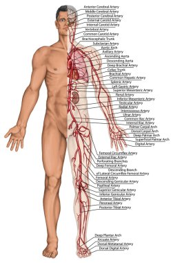 insanın kan - didaktik anatomi insan dolaşım sisteminin sanguine, kalp damar, damar ve arteriyel kan sistemi kurulu