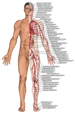 Human bloodstream - didactic board of anatomy of blood system of human circulation sanguine, cardiovascular, vascular and arterial system clipart