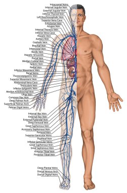 Human bloodstream - didactic board of anatomy of blood system of human circulation sanguine, cardiovascular, vascular and venous system clipart