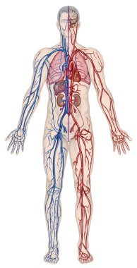 Human bloodstream - didactic board of anatomy of blood system of human circulation sanguine, cardiovascular, vascular, arterial and venous system clipart
