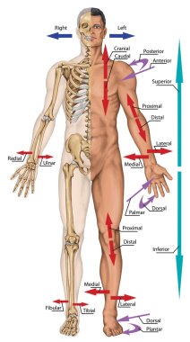 General terms of location and direction, cardinal planes and axes, directional references, directional terms tell us where body parts are located in human anatomy clipart