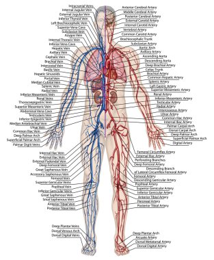 Human bloodstream - didactic board of anatomy of blood system of human circulation sanguine, cardiovascular, vascular, arterial and venous system clipart
