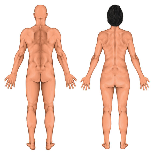 Male female anatomical body, surface anatomy, human body shapes, human anatomy, anterior posterior view, full body