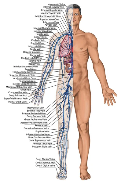 El torrente sanguíneo humano - el consejo didáctico de la anatomía del sistema sanguíneo de la circulación humana el sistema sanguíneo, cardiovascular, vascular y venoso — Foto de Stock