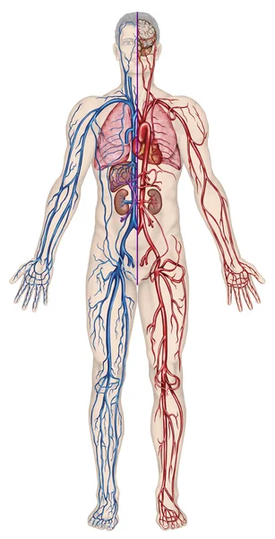 El torrente sanguíneo humano - el consejo didáctico de la anatomía del sistema sanguíneo de la circulación humana el sistema sanguineo, cardiovascular, vascular, arterial y venoso —  Fotos de Stock