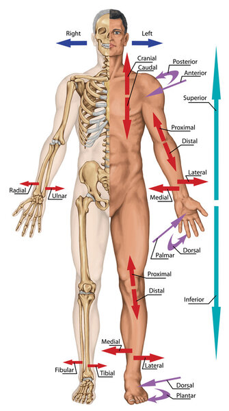 General terms of location and direction, cardinal planes and axes, directional references, directional terms tell us where body parts are located in human anatomy