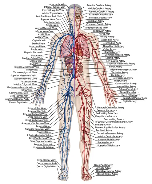 Flusso sanguigno umano - commissione didattica di anatomia di sistema sanguigno di circolazione umana sistema sanguigno, cardiovascolare, vascolare, arterioso e venoso — Foto Stock