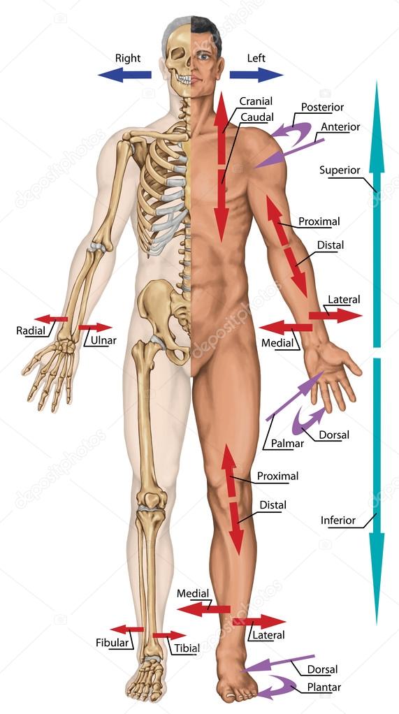 General terms of location and direction, cardinal planes and axes, directional references, directional terms tell us where body parts are located in human anatomy