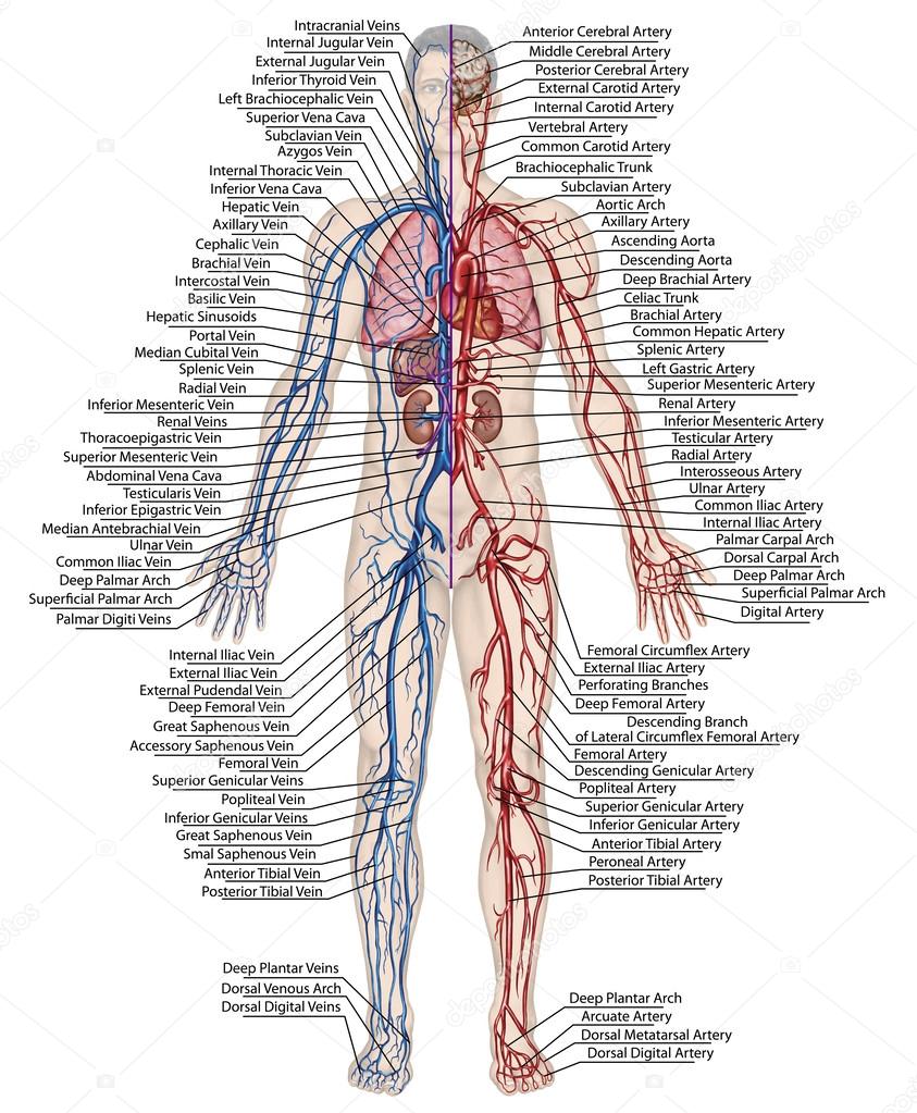 Human bloodstream - didactic board of anatomy of blood system of human circulation sanguine, cardiovascular, vascular, arterial and venous system