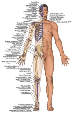 Anatomik vücut, insan iskeleti, insan kemik sistemi, vücut yüzey kontur ve gövde elle tutulur kemik çikintilari anatomisi ve üst ve alt ekstremitelerde, ön görünüm, tam vücut