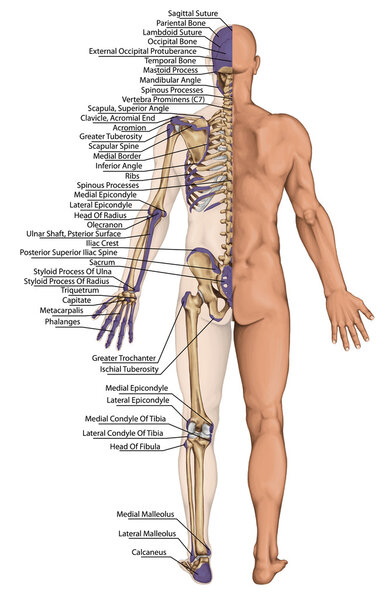 Anatomical body, human skeleton, anatomy of human bony system, body surface contour and palpable bony prominences of the trunk and upper and lower limbs, posterior view, full body