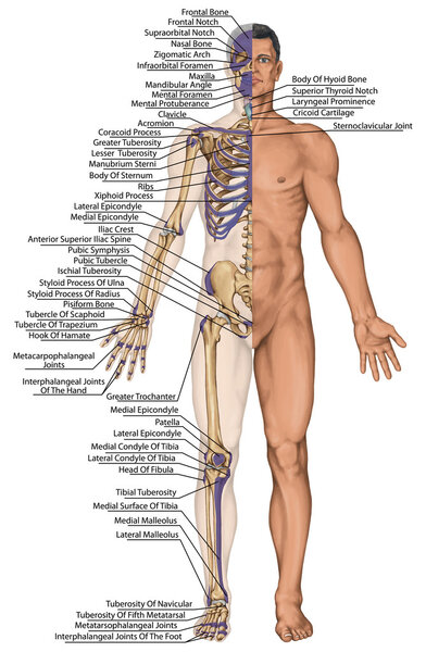 Anatomical body, human skeleton, anatomy of human bony system, body surface contour and palpable bony prominences of the trunk and upper and lower limbs, anterior view, full body