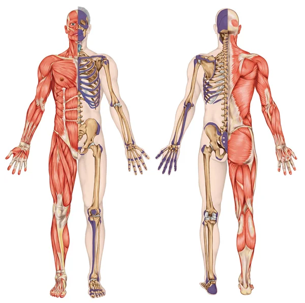 Corpo anatômico, esqueleto humano, anatomia do sistema ósseo humano, contorno da superfície corporal e proeminências ósseas palpáveis do tronco e membros superiores e inferiores, vista anterior posterior, corpo inteiro — Fotografia de Stock