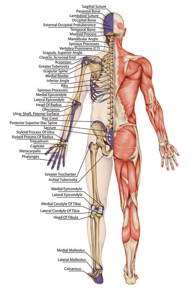 Anatomical body, human skeleton, anatomy of human bony system, body surface contour and palpable bony prominences of the trunk and upper and lower limbs, posterior view, full body