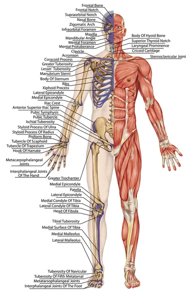 Anatomical body, human skeleton, anatomy of human bony system, body surface contour and palpable bony prominences of the trunk and upper and lower limbs, anterior view, full body — Stock Photo, Image