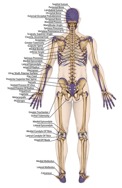 Corps anatomique, squelette humain, anatomie du système osseux humain, contour de la surface corporelle et proéminences osseuses palpables du tronc et des membres supérieurs et inférieurs, vue postérieure, corps entier — Photo