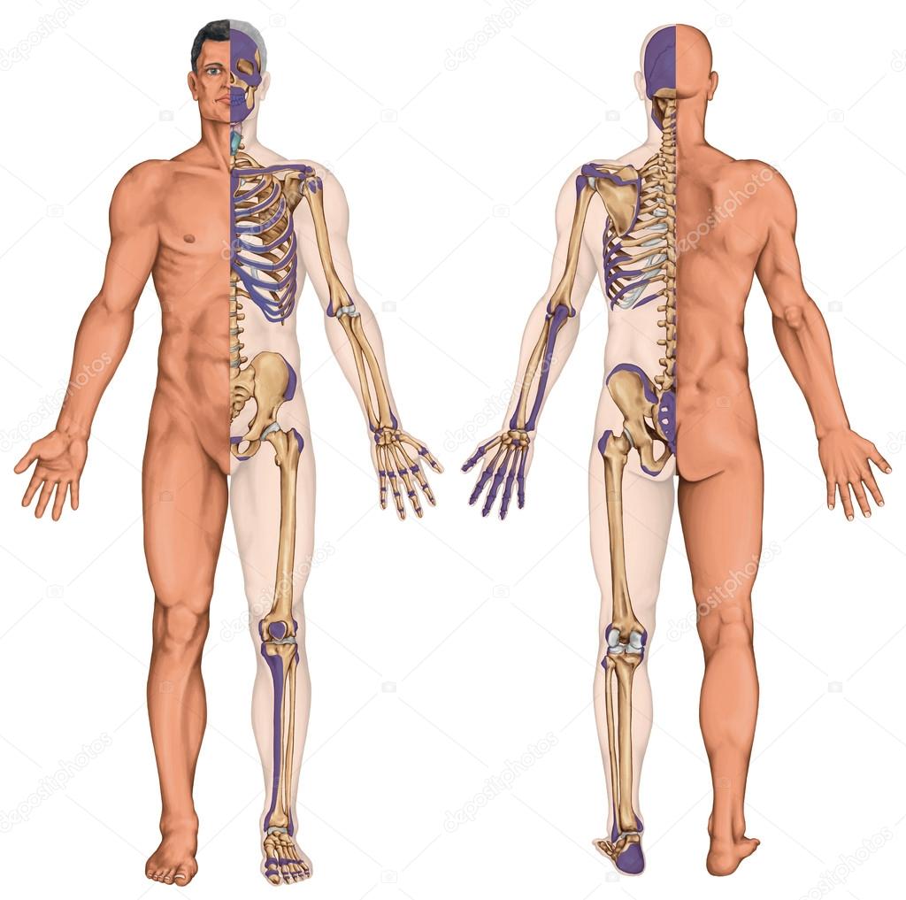 Anatomical body, human skeleton, anatomy of human bony system, body surface contour and palpable bony prominences of the trunk and upper and lower limbs, anterior posterior view, full body