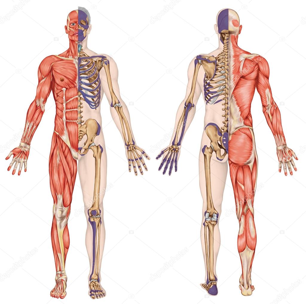 Anatomical body, human skeleton, anatomy of human bony system, body surface contour and palpable bony prominences of the trunk and upper and lower limbs, anterior posterior view, full body