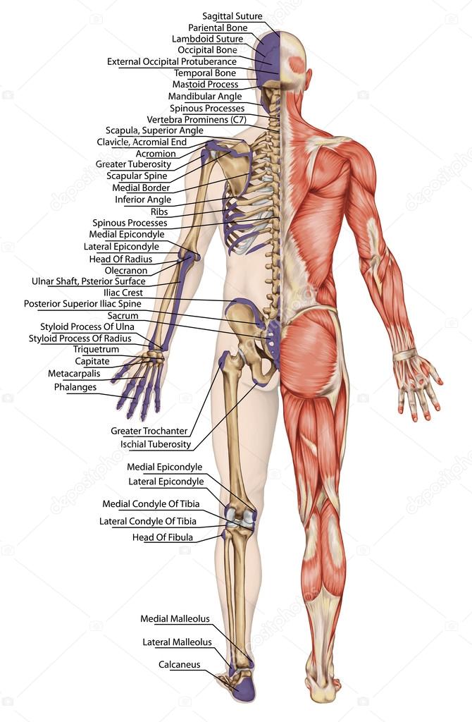 Anatomical body, human skeleton, anatomy of human bony system, body surface contour and palpable bony prominences of the trunk and upper and lower limbs, posterior view, full body