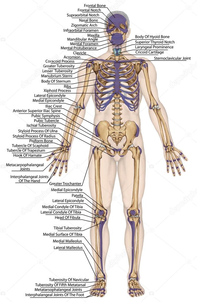 Anatomical body, human skeleton, anatomy of human bony system, body surface contour and palpable bony prominences of the trunk and upper and lower limbs, anterior view, full body
