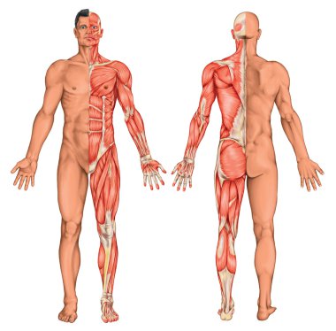 Erkek, eril, insanın anatomik vücut, yüzey anatomisi, vücut şekilleri, kas sistemi, ön arka görünümü, tam vücut anatomisi