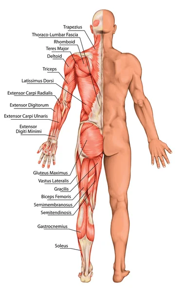 Anatomical board, male anatomy, man's anatomical body, human muscular system, surface anatomy, body shapes, posterior view, full body — Stock Photo, Image