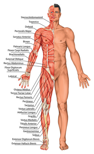 Анатомическая доска, мужская анатомия, анатомическое тело человека, мышечная система человека, поверхностная анатомия, формы тела, вид спереди, полное тело
