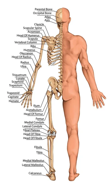 Anatomiczne deska, anatomicznych ciała, szkielet człowieka, anatomii ludzkiego układu kostnego, anatomii powierzchni, kształty ciała, widok tylnej, pełne ciała — Zdjęcie stockowe
