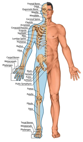 Anatomiska styrelsen, anatomiska kroppen, mänskliga skelettet, anatomi av mänskliga beniga systemet, yta anatomi, kroppsformer, främre se, full body — Stockfoto