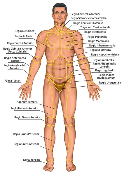 Placa anatômica, região de um corpo humano, regiões corporis, masculino, corpo anatômico do homem, anatomia da superfície, formas do corpo, vista anterior, corpo inteiro — Fotografia de Stock