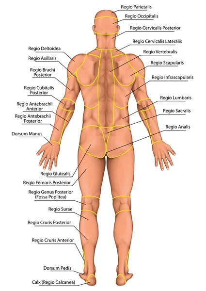 Tavola anatomica, regione di un corpo umano, regioni corporis, maschio, corpo anatomico dell'uomo, anatomia della superficie, forme del corpo, vista posteriore, corpo intero — Foto Stock