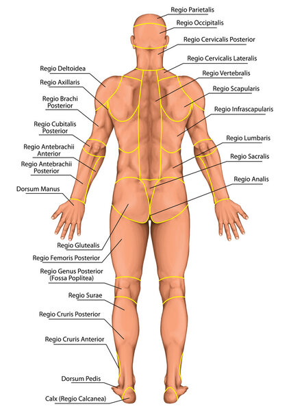 Anatomical board, region of a human body, regions corporis, male, man's anatomical body, surface anatomy, body shapes, posterior view, full body