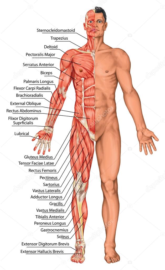 Anatomical board, male anatomy, man's anatomical body, human muscular system, surface anatomy, body shapes, anterior view, full body