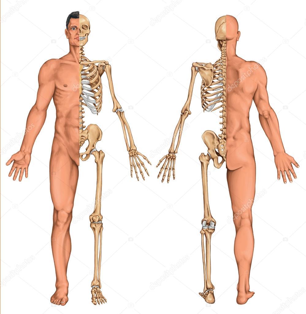 Man's anatomical body, human skeleton, anatomy of human bony system, surface anatomy, body shapes, anterior posterior view, full body