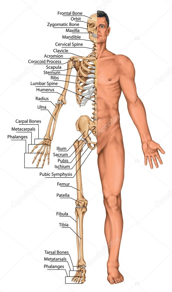 Anatomical board, anatomical body, human skeleton, anatomy of human bony system, surface anatomy, body shapes, anterior view, full body