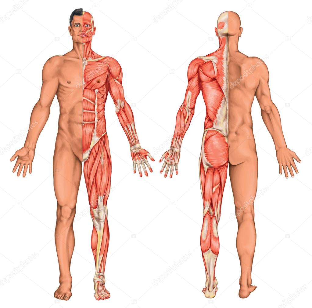 Male, masculine, man's anatomical body, surface anatomy, body shapes, anatomy of muscular system, anterior posterior view, full body