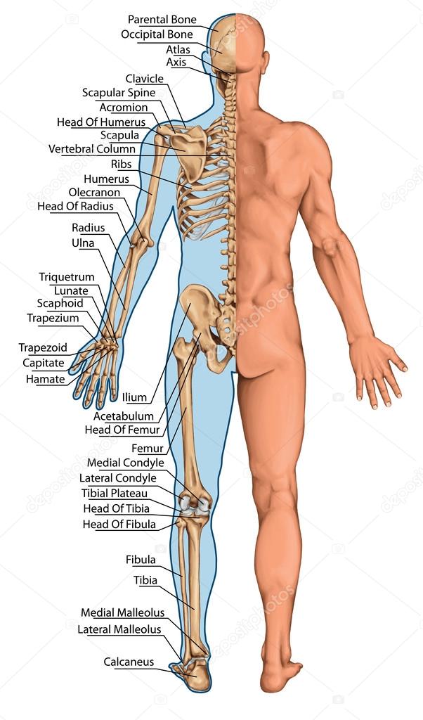 Anatomical board, anatomical body, human skeleton, anatomy of human bony system, surface anatomy, body shapes, posterior view, full body