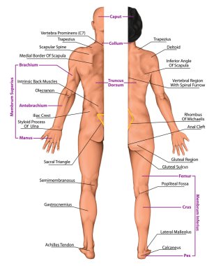 Erkek ve dişi anatomik vücut yüzey anatomisi, insan vücut şekilleri, ön arka görünümü, insan vücudunun, genel anatomi