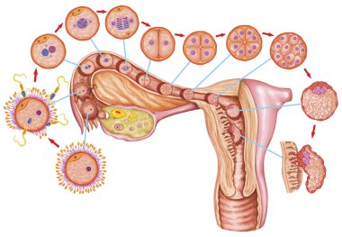 İnsan ontogeny, gübreleme, gelişim aşaması, Embriyoloji, rahim, insan embriyogenez, hücre bölünmesi, bölünme, blastulation, implantasyon, Sadler sonra hücre gelişiminde