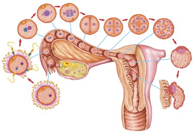 Human ontogeny, fertilization, developmental stage, embryology, cells development in the uterus, human embryogenesis, cell division, cleavage, blastulation, implantation, after Sadler clipart
